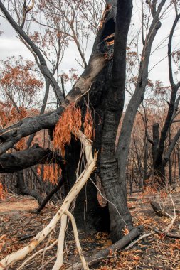 Avustralya 'daki çalı yangını sonrası: Ateş fırtınasından zarar gören yanan okaliptüs ağaçları