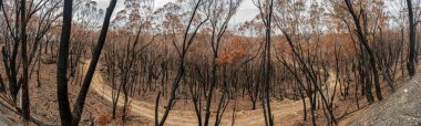 Australian bushfires: eucalyptus tree leaves became brown after survival in extremely heat of bushfire and those evergreen plants look like autumn trees in a middle of the summer. clipart