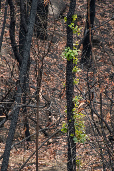 Australian bushfires aftermath: eucalyptus trees recovering after severe fire damage. Eucalyptus can survive and re-sprout from buds under their bark or from a lignotuber at the base of the tree.