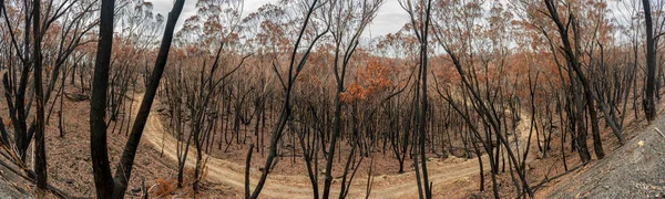 Australian Bushfires Eucalyptus Tree Leaves Became Brown Survival Extremely Heat — Stock Photo, Image