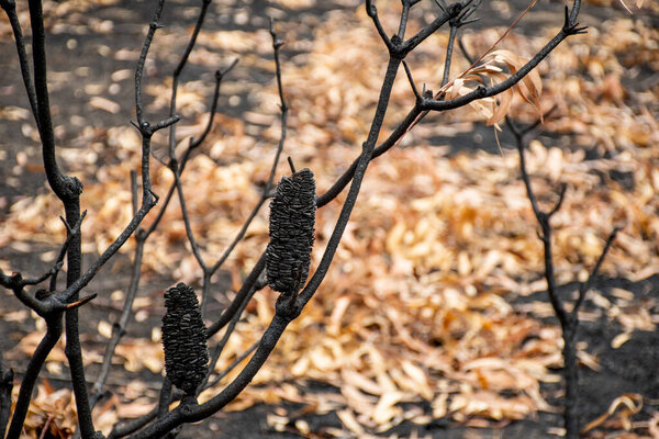 Australian bushfire aftermath: burnt trees suffered from severe firestorm