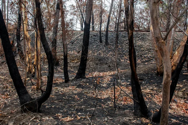 Nachwirkungen Der Buschbrände Australien Verbrannte Eukalyptusbäume Durch Feuersturm — Stockfoto
