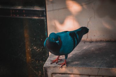 Columbidae pigeon on high buildings