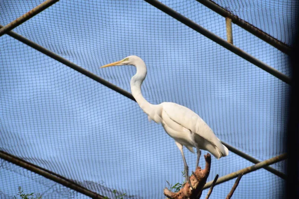 Grande Egret Vida Pássaro Zoológico — Fotografia de Stock