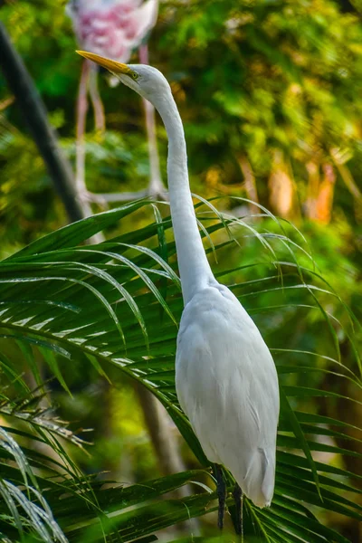 Grande Egret Vida Pássaro Zoológico — Fotografia de Stock