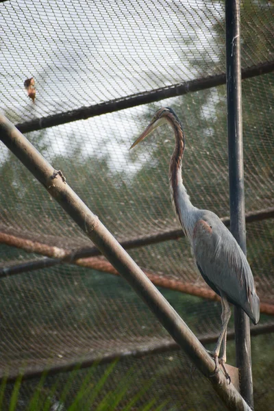 Wielki Egret Ptak Życie Zoo — Zdjęcie stockowe