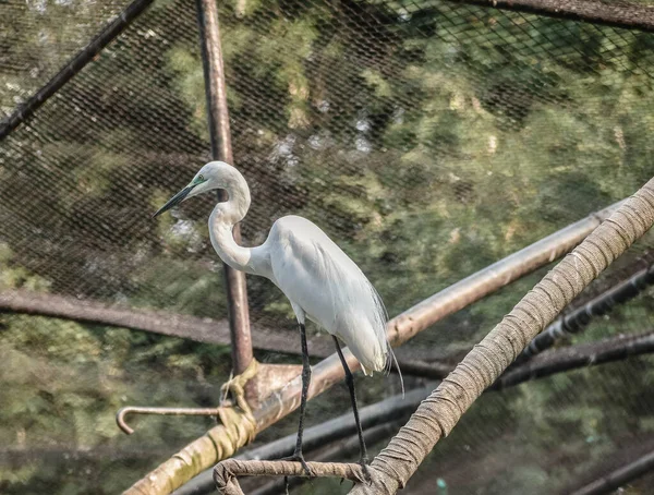 Grande Egret Vida Pássaro Zoológico — Fotografia de Stock