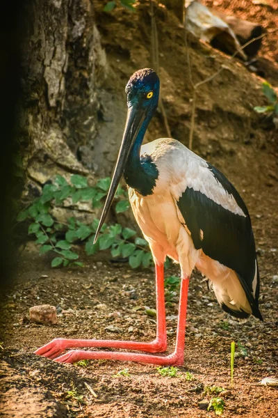 Flamingo Maior Phoenicopterus Roseus Vida Selvagem Animal — Fotografia de Stock