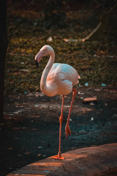 Große Flamingos Phoenicopterus Roseus Wildtier — Stockfoto