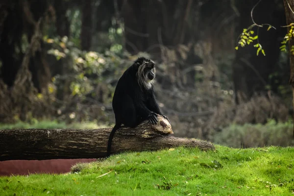 Macaque Queue Lion Dans Zoo Bahadurpura — Photo