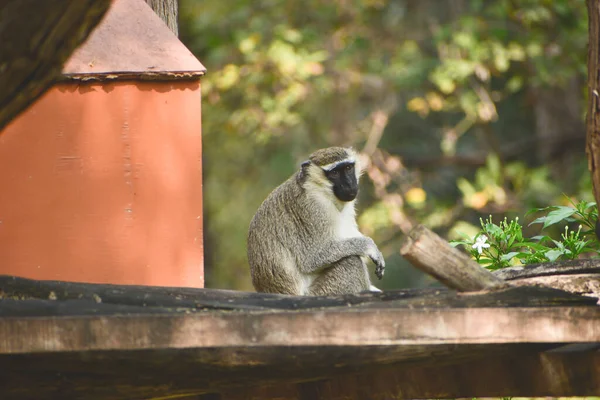 Vervet Monkey Vie Dans Zoo Sauvage — Photo