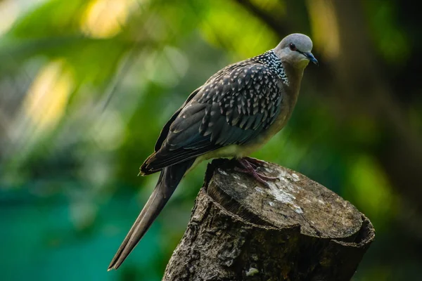 Porumbelul Reperat Sau Spilopelia Chinensis Sau Porumbelul Munte Sau Porumbelul — Fotografie, imagine de stoc