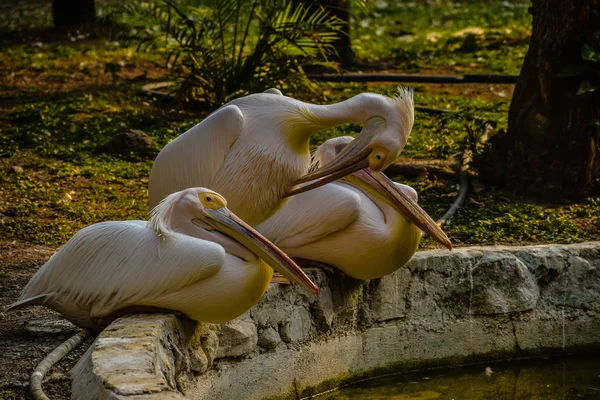 Grand Pélican Blanc Pelecanus Onocrotalus Aussi Connu Comme Est — Photo