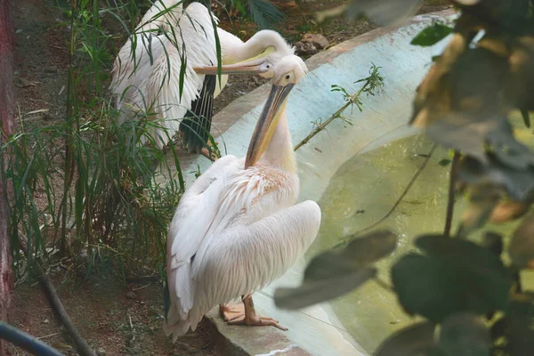 Grande Pelicano Branco Pelecanus Onocrotalus Também Conhecido Como Leste — Fotografia de Stock