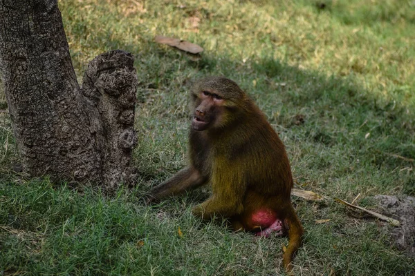 Vie Babouin Jaune Dans Zoo — Photo