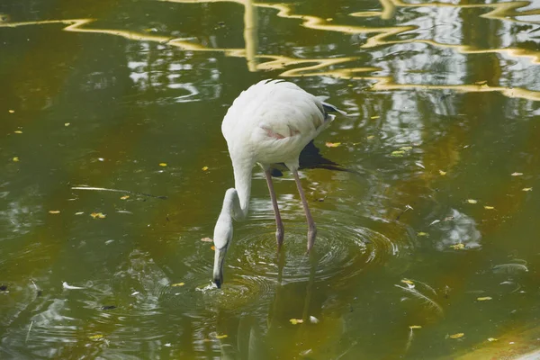 Flamingo Maior Phoenicopterus Roseus Vida Selvagem Animal — Fotografia de Stock