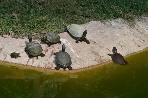 Turtles Zoo India — ストック写真