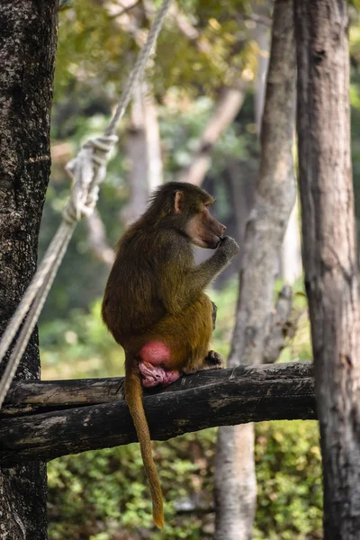 Vie Babouin Jaune Dans Zoo — Photo