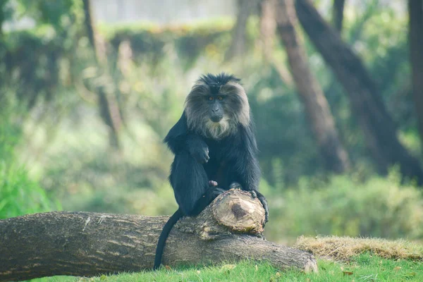 Macaque Queue Lion Dans Zoo Bahadurpura — Photo