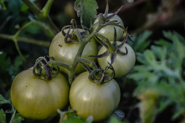 緑のブドウトマト ブッシュの上に緑色の熟していないトマト ブドウのトマト 枝に成長するトマト 温室内の緑の野菜 低木未成熟の野菜 — ストック写真