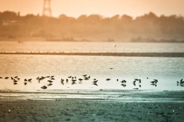 Menor Flamingo Lago Himayat Sagar Hyderabad — Fotografia de Stock