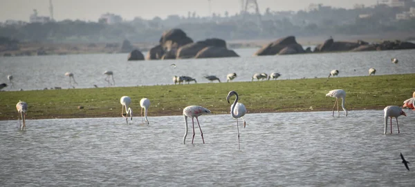 Kleiner Flamingo Himayat Sagar Lake Hyderabad — Stockfoto