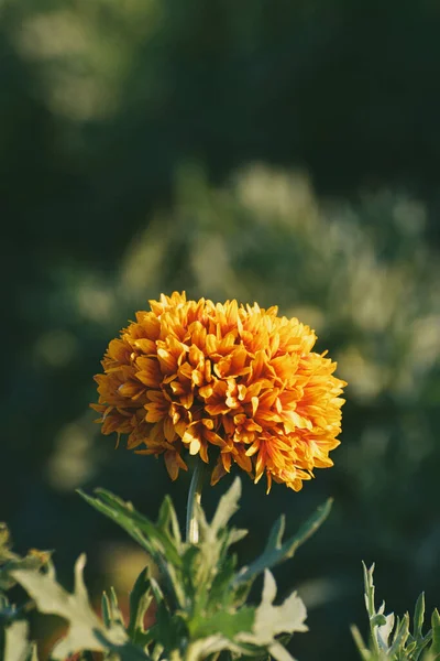 Marigold Sárga Virág Kertben — Stock Fotó