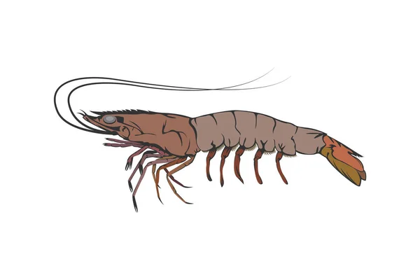Vektorové Ilustrační Design Prvek Krevety Krevety Izolované Bílém Pozadí — Stockový vektor