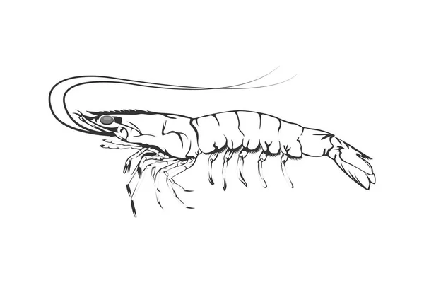 Vector Illustration Design Element Prawn Shrimp Isolated White Background — Stock Vector