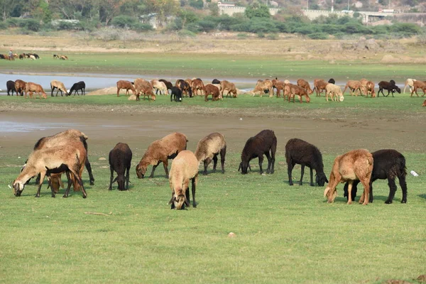 Domestic Sheep Grazing Eating Green Grass Meadow Pasture Himayat Sagar — Stock Photo, Image