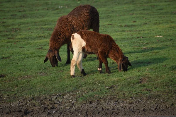 Moutons Domestiques Pâturant Mangeant Herbe Verte Dans Pré Pâturage Lac — Photo