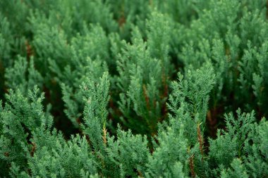 Yeşil çam yaprağı doğa manzarasını ve bahçedeki bulanık yeşillik arka planını kapat. Yeşil bitkilerin doğa görüşü ve çevre tazeliği duvar kağıdı kavramı.