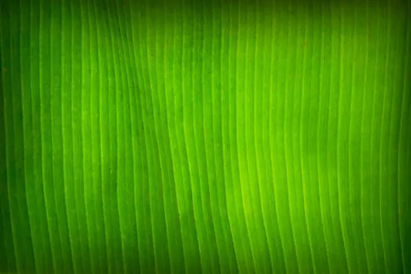 Gros plan du fond de la texture fraîche de la feuille de banane verte . — Photo
