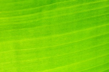 Taze yeşil yaprak dokusunu kapatın.