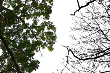 Ağaçlar farklıdır çünkü yapraklar dökülür. Ağaçların yaprağı vardır ve yaprağı yoktur..