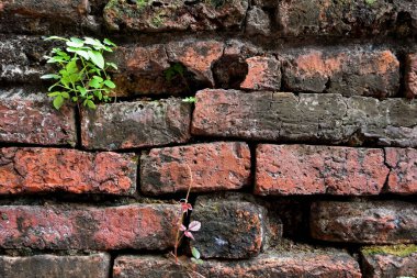 Eski kırmızı tuğla duvarda küçük bir bitki büyümesi.