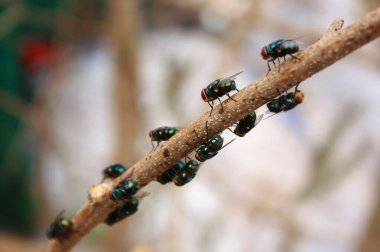 Fly ya da Bluebottle uçuş grubu çöp sahasında..