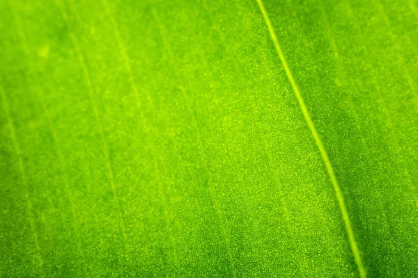 Закрыть текстуру свежего зеленого листа . — стоковое фото