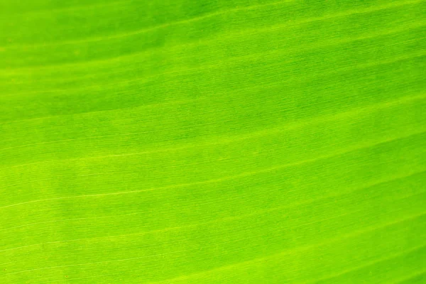 Närbild av färska gröna blad konsistens. — Stockfoto