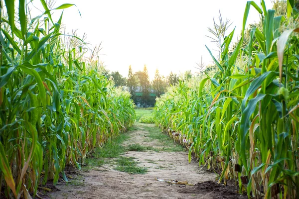 Campo di mais con terreno a piedi modo in mezzo alla foto . — Foto Stock