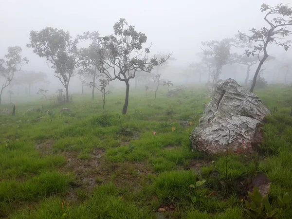 Деревья, луг и Сиам Тюлип с туманом утром в Национальном парке Па Хин Нгам, Сиам Тюлип Филд, Чайяпхум, Таиланд . — стоковое фото