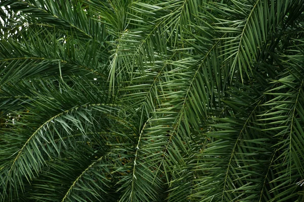 Tropical palm leaf on dark green texture background.