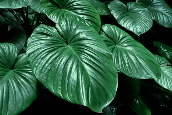 Тропический зеленый лист фона. Фон текстуры листа . — стоковое фото