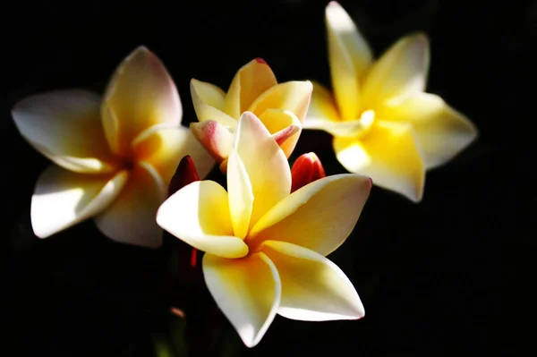 Plumeria Blume weiße und gelbe Farbe mit schwarzem Hintergrund. — Stockfoto