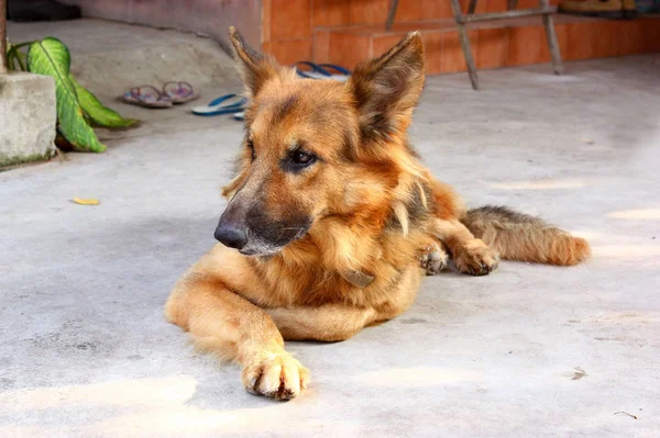 Schäferhund, Elsässer legt sich auf den Boden und schaut sich etwas an. — Stockfoto