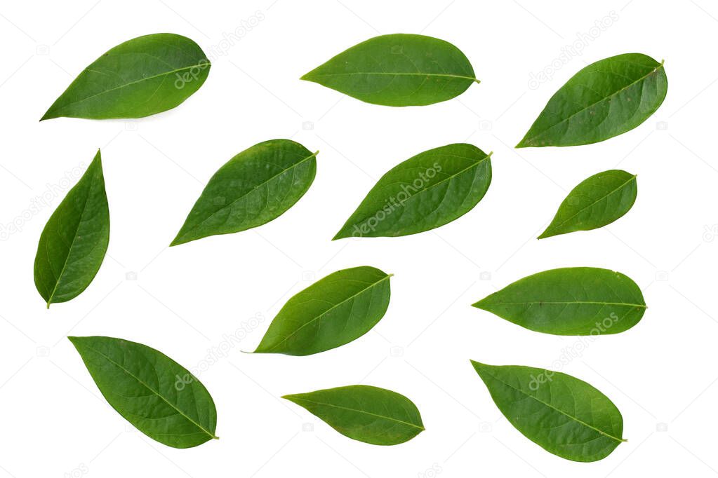 Green leaf isolated on white background. Star gooseberry leaf.