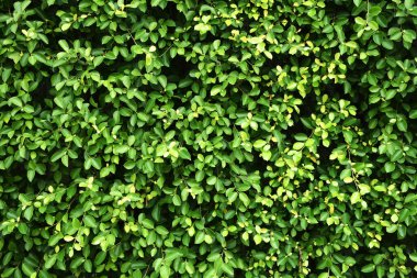 Tropik yeşil Yaprak dokusu arkaplanı.