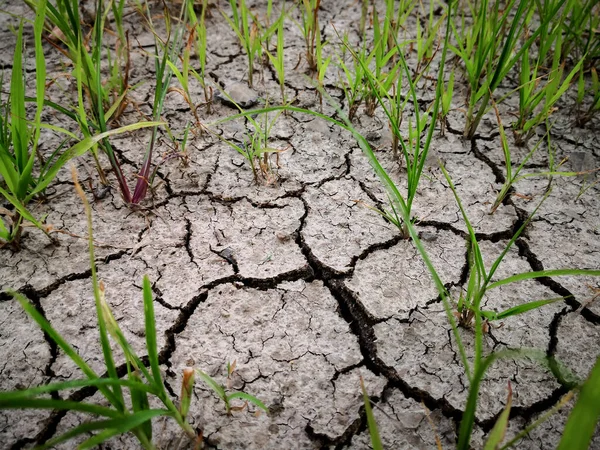 The grass and dried cracked earth. Because of no rain and drought season. — Stock Photo, Image