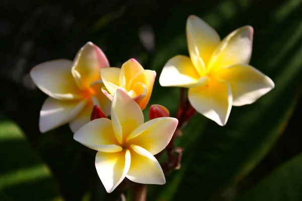 プルメリアの花は白と黄色で、葉は青、背景は黒です。庭のプルメリア. — ストック写真