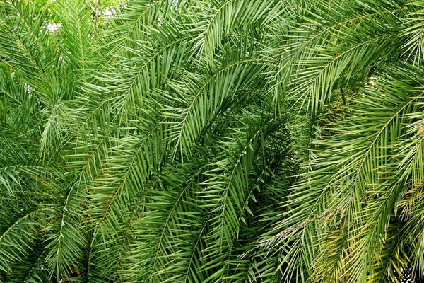 Фон с текстурой пальмового листа . — стоковое фото